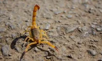 População deve ficar atenta ao surgimento de escorpiões no período chuvoso