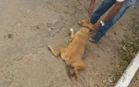Justiça condena idoso que arrastou cadela amarrada