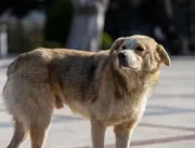 Cidade no Chile quer matar 4,5 mil cachorros de ru