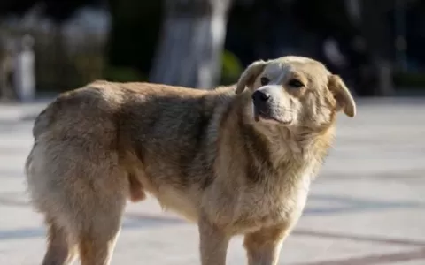 Cidade no Chile quer matar 4,5 mil cachorros de ru