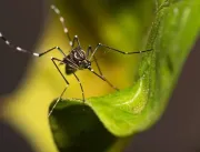 Dengue: por que o Brasil ultrapassou 1 milhão de c