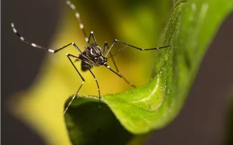 Dengue: por que o Brasil ultrapassou 1 milhão de c