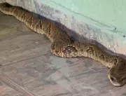 Serpente que mais ataca no Brasil é capturada em a
