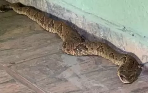 Serpente que mais ataca no Brasil é capturada em a