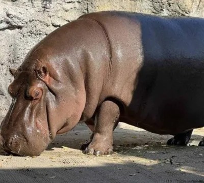 Hipopótamo saiu do México como macho e no Japão de