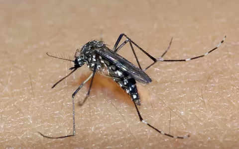 Tocantins confirma primeira morte por dengue em 20