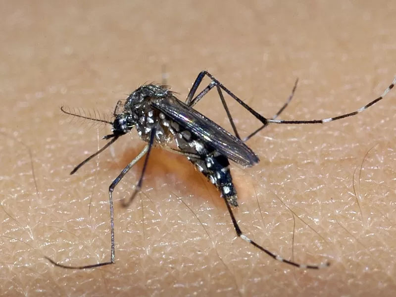 Alerta: Sobe para dois o número de mortes em investigação por suspeita de dengue no Tocantins