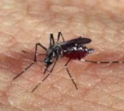 Com o crescimento dos casos de dengue no país, con
