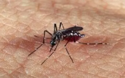 Com o crescimento dos casos de dengue no país, con