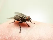 Virose da mosca: saiba como identificar e prevenir