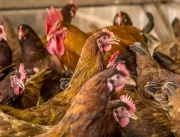 Defesa agropecuária: risco da influenza aviária pa