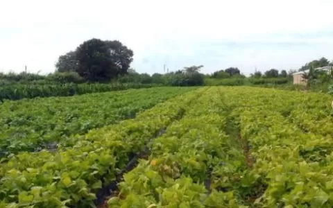 Ministérios assinam acordo para impulsionar agricu