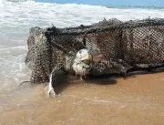 Tartaruga é encontrada morta em armadilha de pesca