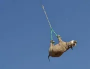 Rinocerontes são avistados voando de cabeça pra baixo em Namíbia