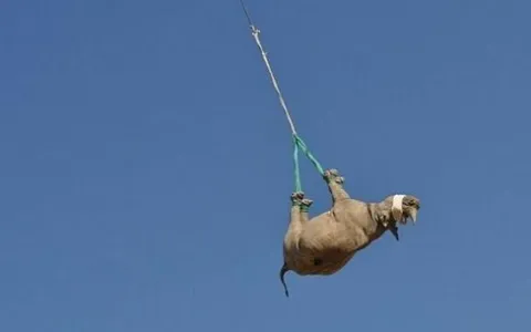 Rinocerontes são avistados voando de cabeça pra ba