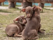 Prefeito JHC publica decreto que cria Gabinete da Causa Animal em Maceió