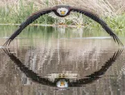 A incrível foto de águia que viralizou e surpreendeu fotógrafo amador: Senti a brisa das asas