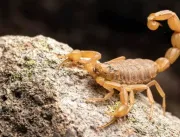 Escorpiões: saiba como evitar proliferação e o que