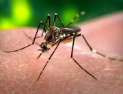Saúde divulga novos índices de infestação do Aedes aegypti em Maceió