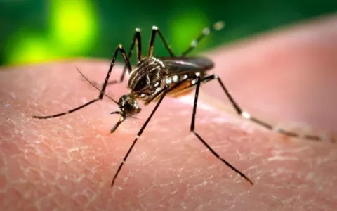 Saúde divulga novos índices de infestação do Aedes