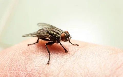 Virose da mosca: saiba como identificar e prevenir