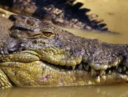 Corpo de pescador desaparecido é encontrado dentro de crocodilo na Austrália