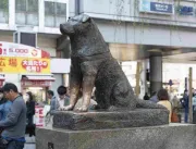 Cão mais leal do mundo, Hachiko completa cem anos