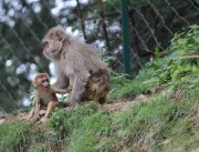 Teste de vacina contra HIV funciona em macacos, diz novo estudo