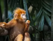 Os primatas e os vírus