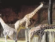 Zooparque vai reproduzir girafas raras no interior