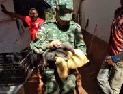 Filhote de tamanduá-bandeira é capturado na zona r