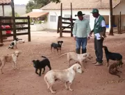 Cães e gatos recebem vacina contra raiva