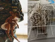 Polícia captura ouriço e veado em Uberlândia