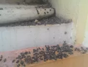 Idoso atacado por abelhas segue internado