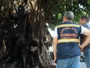 Árvore centenária é alvo de vandalismo na Monsenho