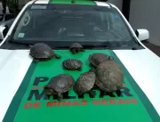 Homem é multado em R$ 8 mil por criar tartarugas i