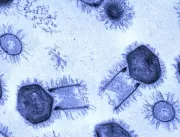 Vírus encontrados no País são os maiores do mundo