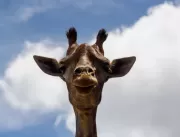 Girafa de 7 anos morre no Zoológico de Brasília