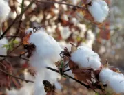 Safra de algodão em Minas pode dobrar em 2018