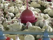 UE proíbe importação de frango de 20 frigoríficos 
