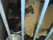 Cães são resgatados em situação de maus-tratos