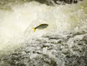 Pesca está proibida em quatro rios de Uberlândia