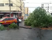 Chuva causou congestionamento e queda de árvores