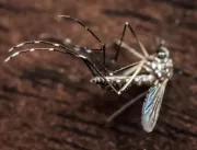 Dengue pode ser barreira para zika