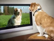 Canal de TV para cães adapta sons e cores para aca