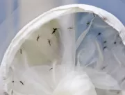 Casos prováveis de dengue aumentam nesta semana em