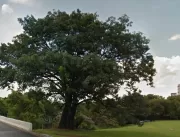 Árvore histórica será retirada da Rondon Pacheco p