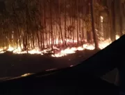 Incêndio atinge plantação de eucaliptos próximo ao