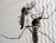 Aumenta preocupação com doenças ligadas ao Aedes a
