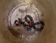 Cobra escondida em banheiro é capturada em Uberlân